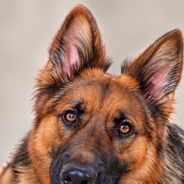 Ellie