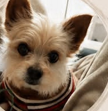 Jimy, cachorrinho de pelo claro e orelhas em pé, com uma roupa listrada