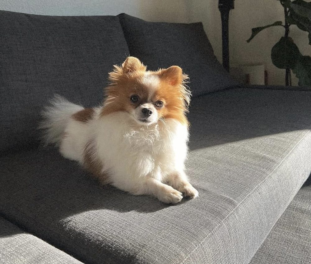 Maui, cachorro spitz alemão branco e caramelo, deitado em um sofá cinza