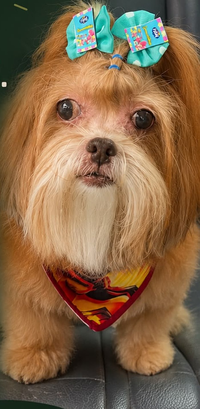 Mel, cachorrinha de pelo dourado com laços azul-turquesa e lenço colorido